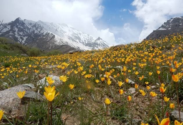 Wild Tulips and the Valley's Seasonal Transformation