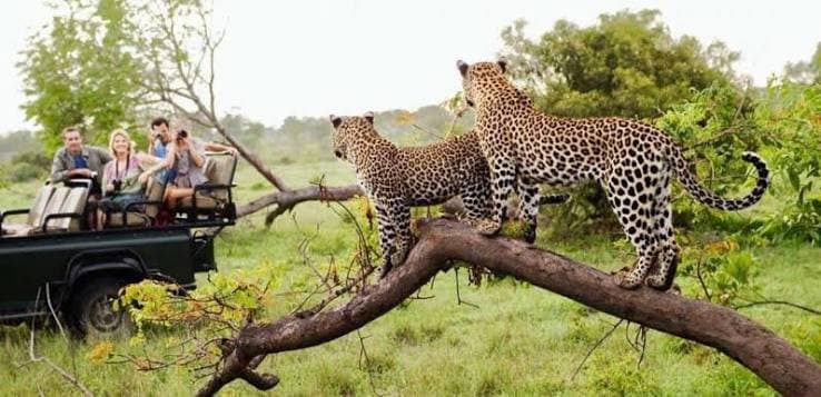 South Africa Safaris