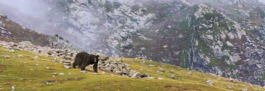 Where Wilderness Moves Quietly