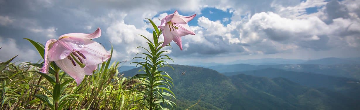 Shirui Hills, Manipur: Home to the Rare Shirui Lily and One of Northeast India's Most Beautiful Treks