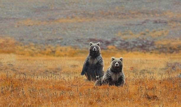A Wilderness That Does Not Announce Itself