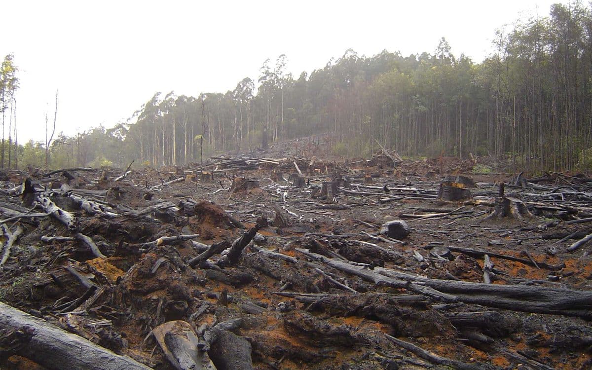What’s Causing the Break in the Forests?