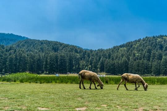 Khajjiar – The Meadow That Feels Like a Dream