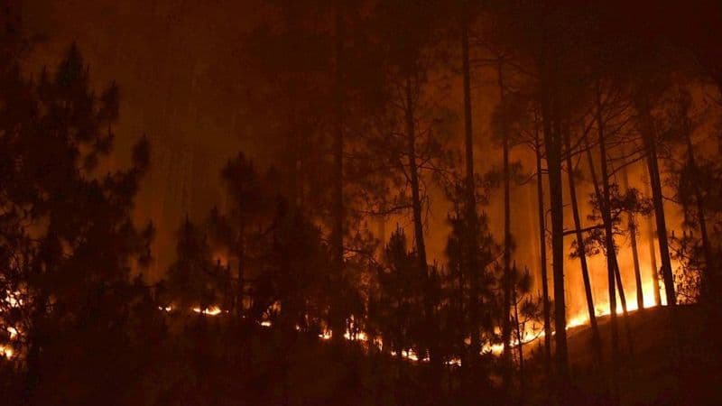 What Burns is More Than Just Forest