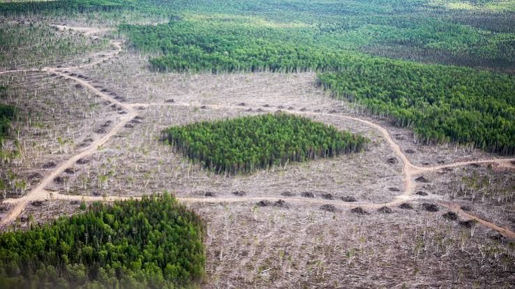Forest Fragmentation in the Himalayas – A Growing Threat