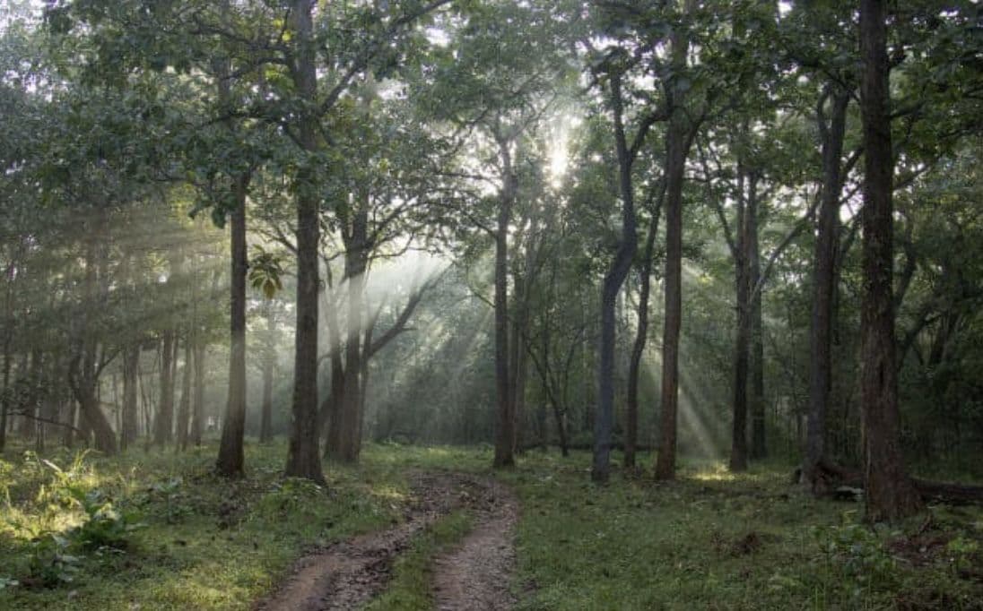 The Reality: Forest Cover Is Declining