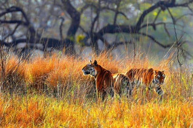 Simlipal: The Wild Heart of Mayurbhanj