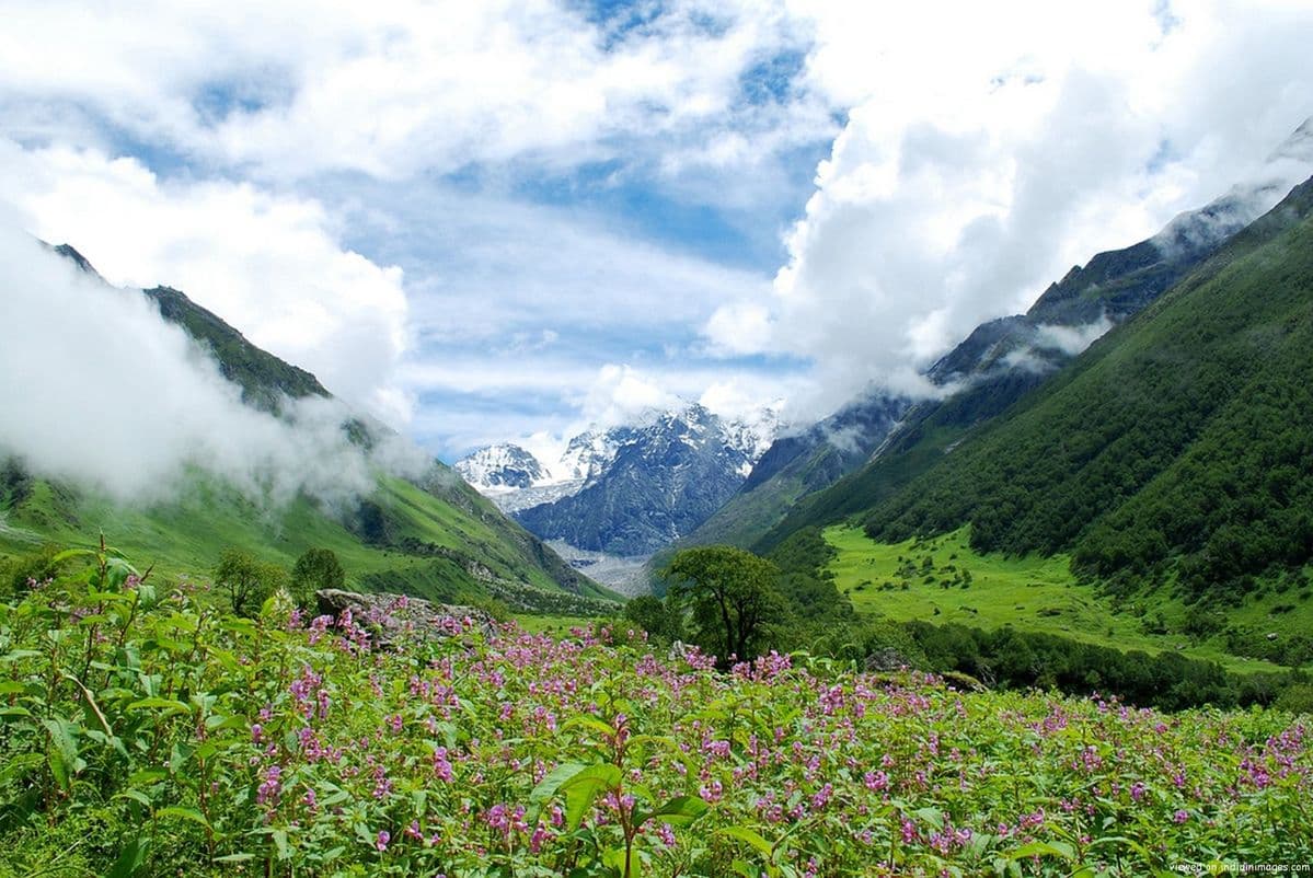 Understanding the “Silent Decline” of Forest Cover