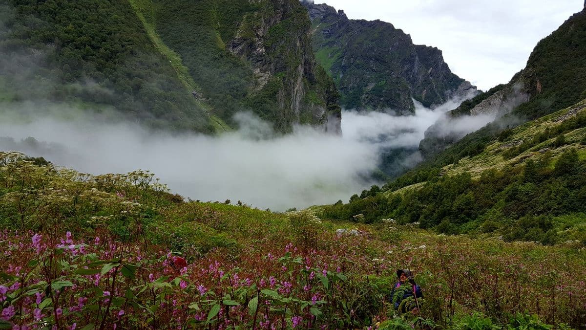 The Silent Crisis – Shrinking Forests of Uttarakhand