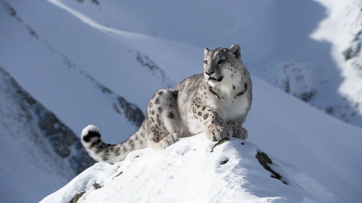 The Rare Wilderness of Nanda Devi