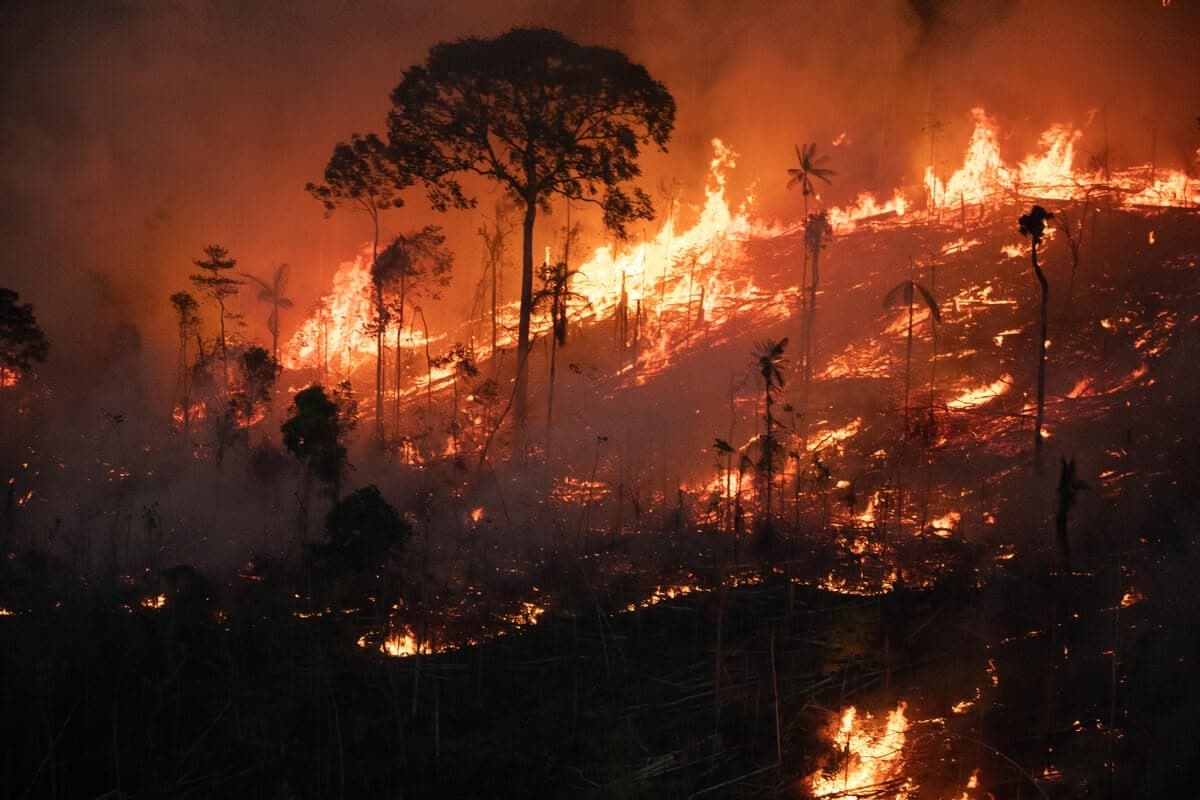 What is Forest Fragmentation—and Why Should Travelers Care?