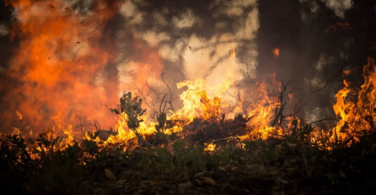 Major Causes Behind Forest Degradation